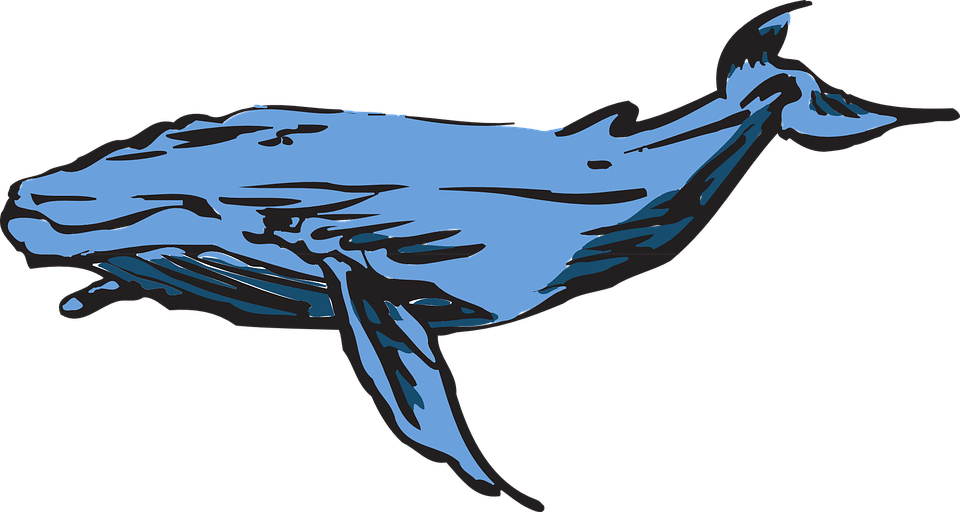Blue Whale è come Cappuccetto Rosso nel bosco senza mappa